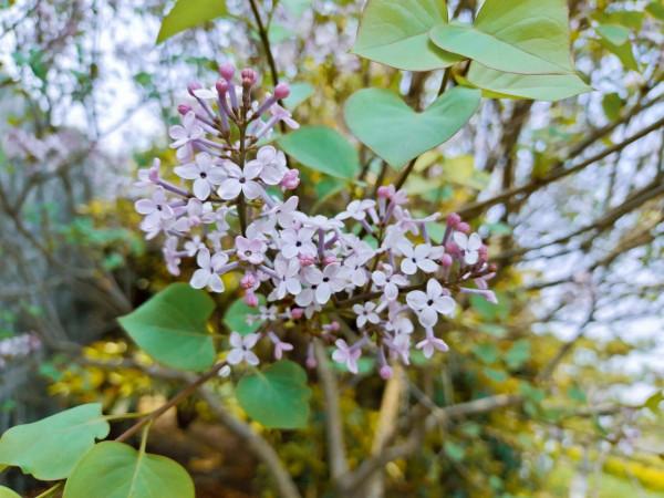 又是一年春好處