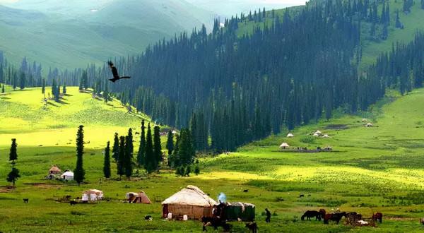 秋天的新疆，美成了桌布