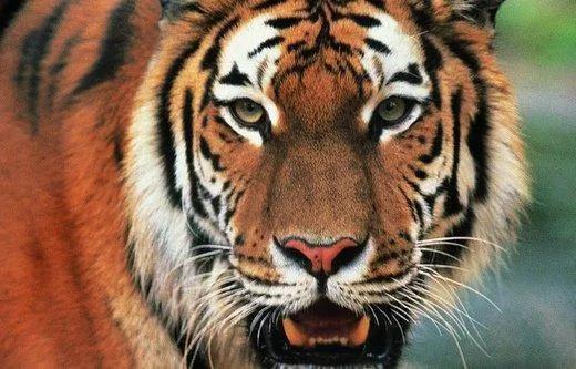 虎年縱覽老虎圖片、話老虎