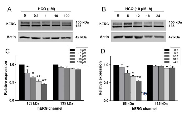 ACC中國之聲丨王軍奎團隊多項最新研究成果亮相ACC