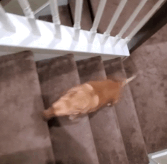 狗子因過於肥胖被拋棄，新主人幫它減肥成功後脫胎換骨