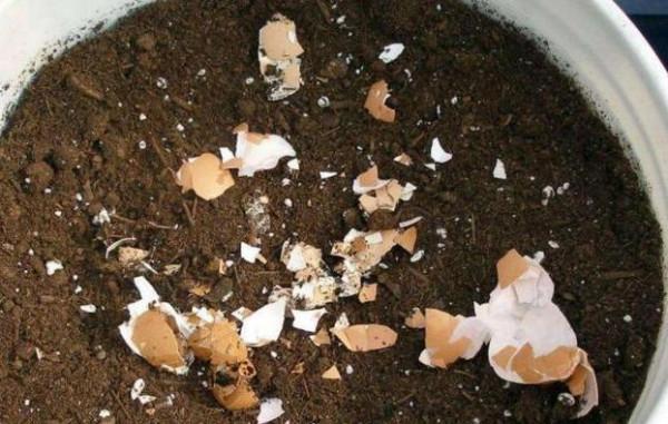 雞蛋殼別扔了，拿來養花施肥一級棒，養分足，土壤松，爆盆快