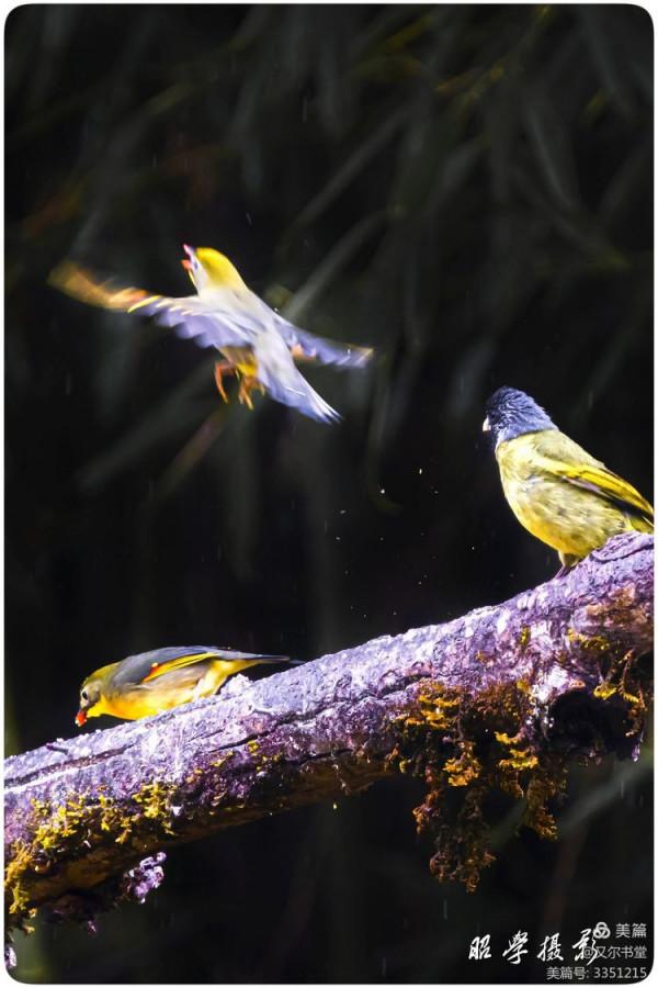 又爾書堂：紅嘴相思鳥一一忠貞愛情的楷模