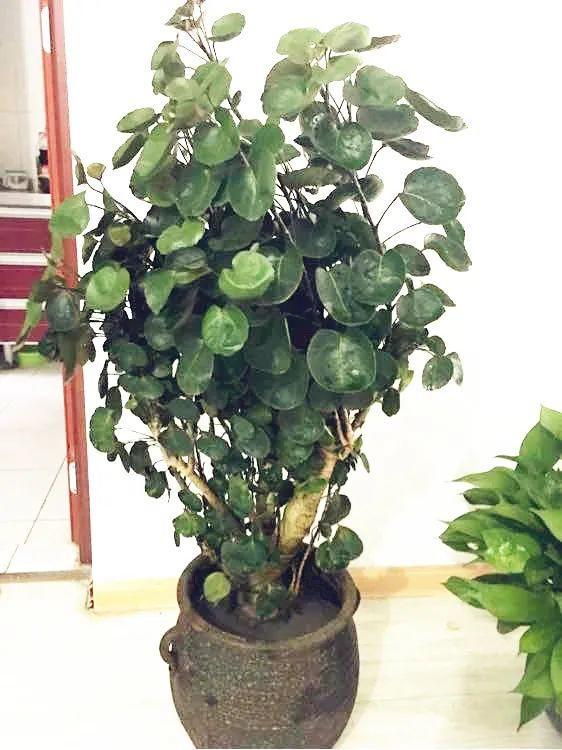 客廳養好樹，子孫一直富，8種樹養在家，鎮宅有安全感