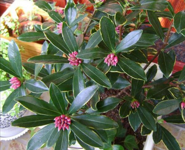 2種漂亮花，現在正是長花苞階段，3大關鍵養護要跟上