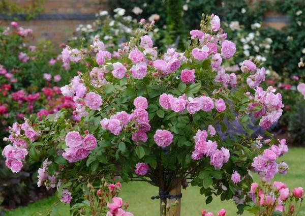 家裡有院子,建議種一些能觀賞的樹,小投入,大收穫,划算 家裡有院子,建議種一些能觀賞的樹,小投入,大收穫,划算