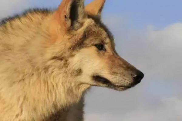 11年前，把狼當兒子帶回家的成都女孩，10年後在草原與它再次相認