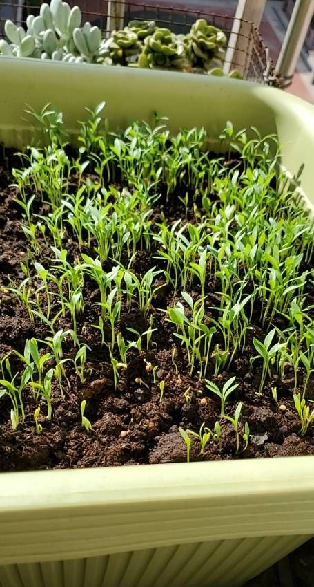 5種“蔬菜”不怕冷,陽臺種一盆,0度凍不死,吃一茬冒一茬 5種“蔬菜”不怕冷,陽臺種一盆,0度凍不死,吃一茬冒一茬