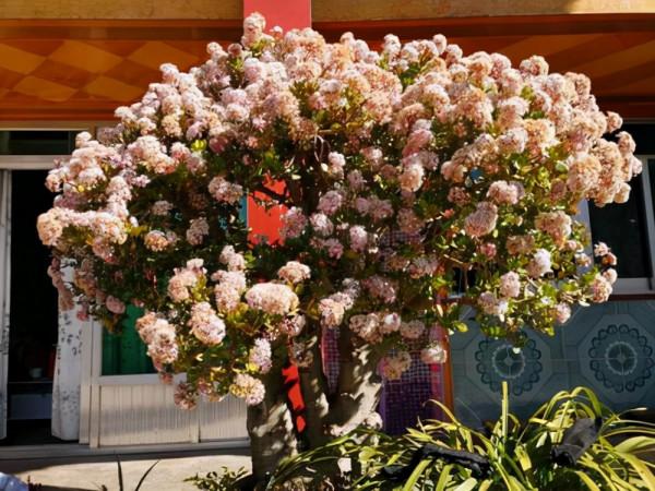 喜歡“小盆”的12種花，幹養多曬，擠著養，枝葉翠綠花大如碗