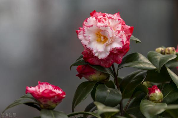 秋天種花，3種要晚種，3種要早種，你知道分別是哪3種嗎