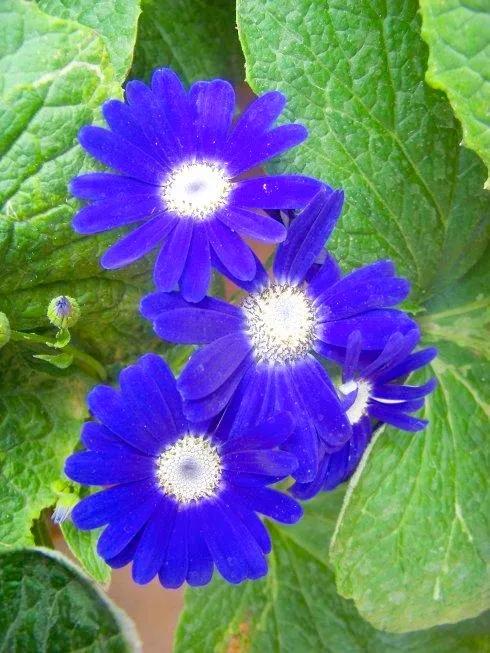 多姿多彩瓜葉菊