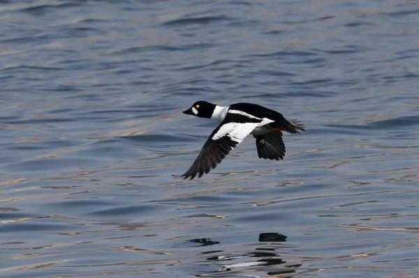 溼地鵲鴨亦風采