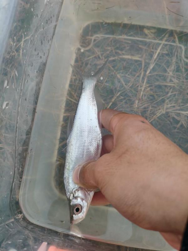 路亞入坑，座標高郵