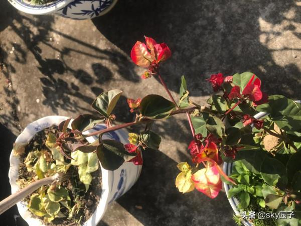 非常驚訝的印度畫報三角梅花色多變如魔幻般美麗 非常驚訝的印度畫報三角梅花色多變如魔幻般美麗