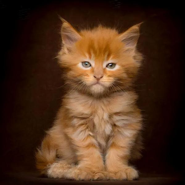 貓大十八變，來看看小眼緬因貓的蛻變史