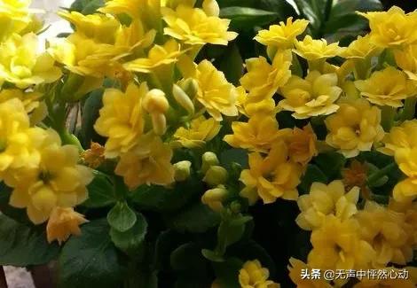 鵝黃色長壽花，給你帶來清新寧靜的淡淡溫暖