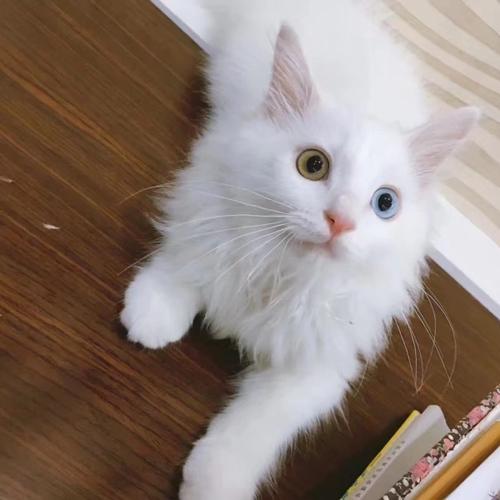 本土貓種獅子貓,一直被稱為“布偶平替”,現在數量遠比布偶稀少 本土貓種獅子貓,一直被稱為“布偶平替”,現在數量遠比布偶稀少