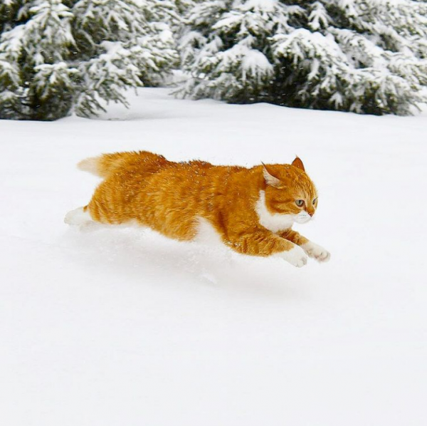 「雪中飛橘」再現江湖 戰鬥貓貓不畏寒「嗨到整球飛起來」：朕來也