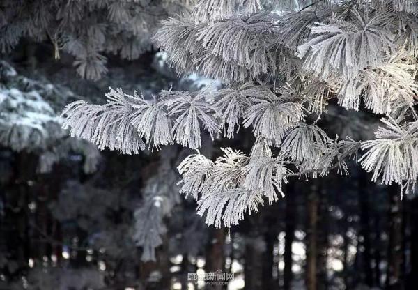 霧裡看凇｜冰城今日限定美景