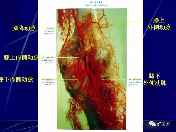 86張全身關節應用解剖精講，這篇文章值得收藏