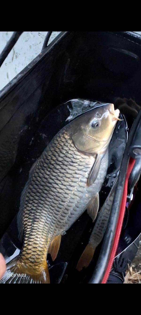 「秋釣」民工兄弟野釣小河，拉1米多飛鉛，居然釣到漂亮大鯉並果斷放生