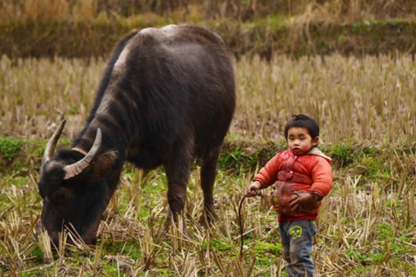2014年廣西一男孩無依無靠，靠挖野菜為生，獲愛心捐款500萬
