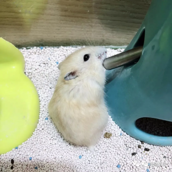 家裡又來了小生命 家裡又來了小生命