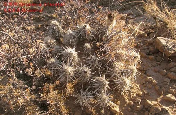 仙人球類科普之鬼團扇屬（一）