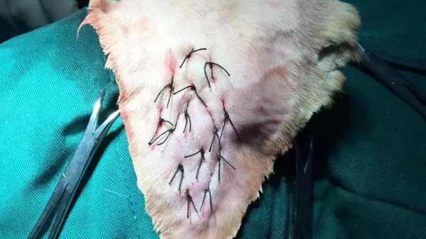 貓咪耳朵腫了，手術費用2000！我們應該怎麼避免疾病再次出現呢？