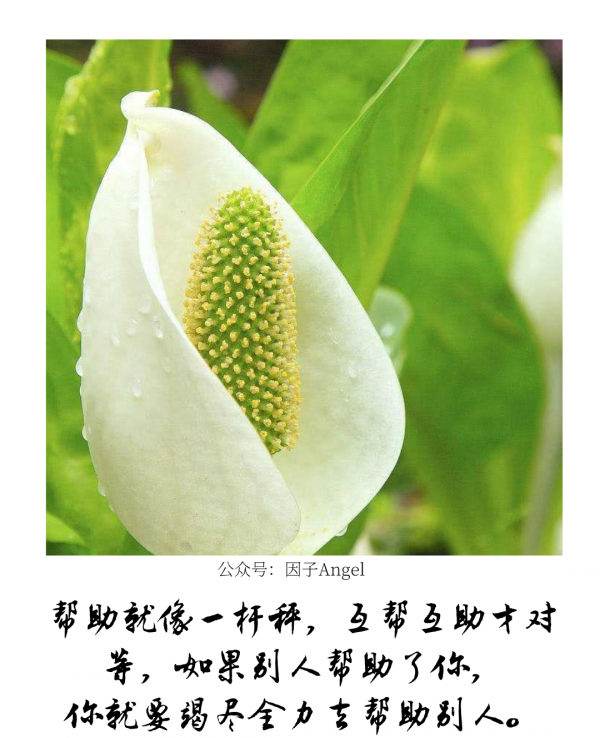 植物之36技&mdash;&mdash;熱