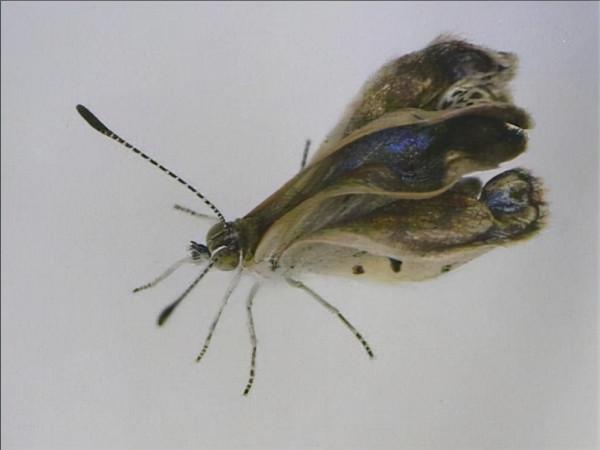 日本持續半年多的惡臭,是地震預警還是核汙染?科學家也無法解釋 日本持續半年多的惡臭,是地震預警還是核汙染?科學家也無法解釋