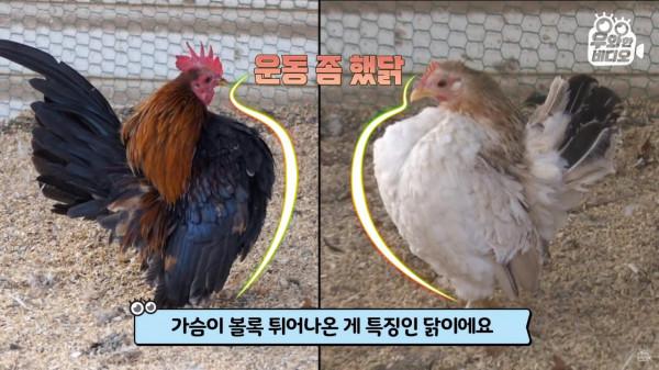 奇葩韓國高中生沉迷養雞，還帶雞上課，200只稀有雞震驚鳥類專家