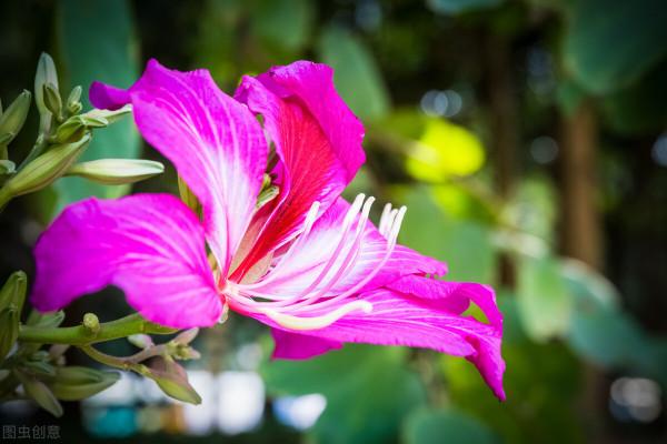 天生麗質一一“招財”的紫荊花（散文）