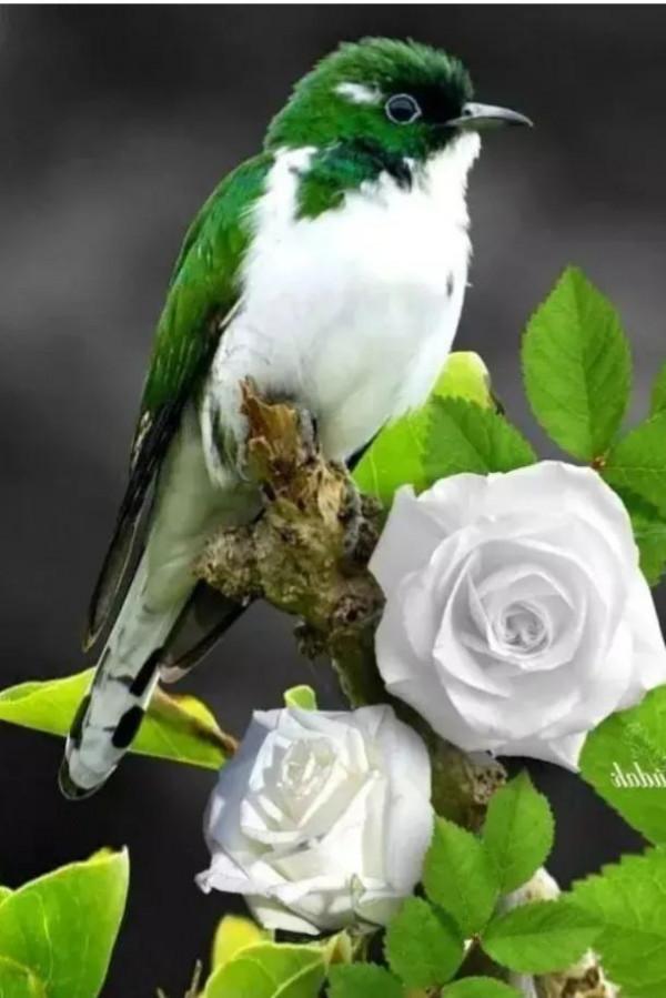 分享&mdash;&mdash;天生麗質的鳥兒