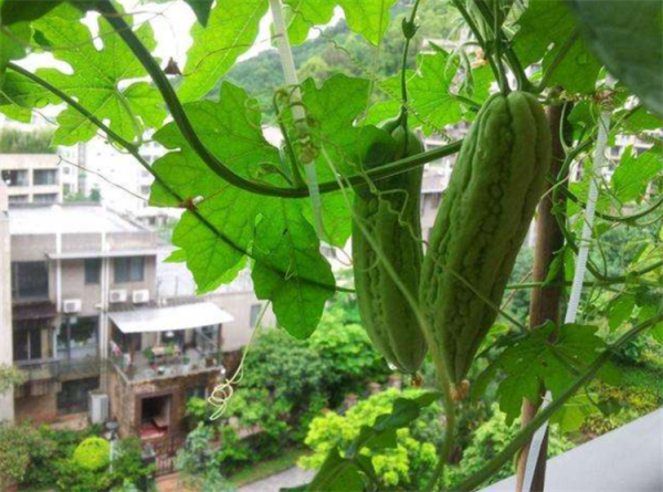 苦瓜如何整枝打頂？用對方法，有利於營養集中、提高產量