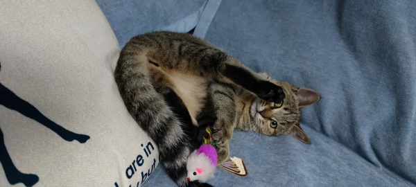 終於有貓了我太開心了啊啊啊啊