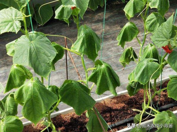 蔬菜和花卉出現萎焉現象時，為何有時越澆水萎焉越重、死苗越快？