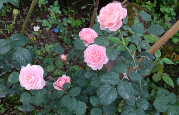 種植月季瑞典女王,掌握住這3個技巧,年年花開爆盆,美不勝收 種植月季瑞典女王,掌握住這3個技巧,年年花開爆盆,美不勝收