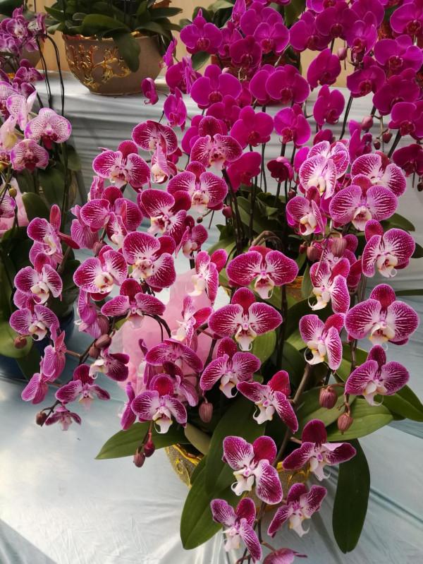 10種&OpenCurlyDoubleQuote;漂亮花&rdquo;，客廳不見光，一樣長爆盆，大氣又漂亮