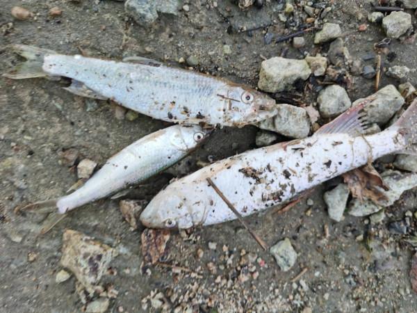 我本來想著搶在洪峰前釣釣魚，沒成想差點沒走出來……