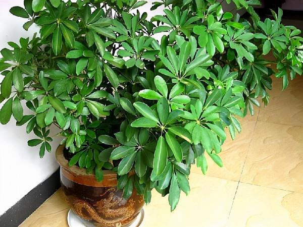 過年養這“2種樹”超級好打理,還能吸收二手菸,平安幸福身體棒 過年養這“2種樹”超級好打理,還能吸收二手菸,平安幸福身體棒