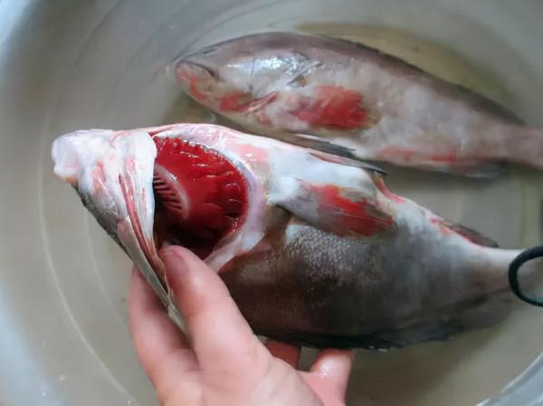 買海鮮究竟有哪些技巧，如何挑選新鮮的海鮮？如何區分優劣？