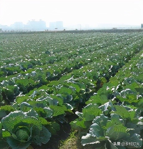 捲心菜口感爽脆甘甜,許多人都非常喜歡,但捲心菜有農藥殘留嗎? 捲心菜口感爽脆甘甜,許多人都非常喜歡,但捲心菜有農藥殘留嗎?