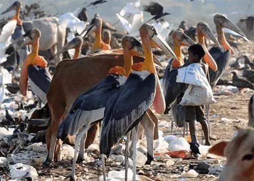 20張比你想象中要大的動物，比人還大的螃蟹