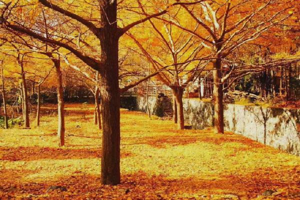 湖北孝感·錢衝村,打卡華中最大的古銀杏村,美得令人沉醉 湖北孝感·錢衝村,打卡華中最大的古銀杏村,美得令人沉醉