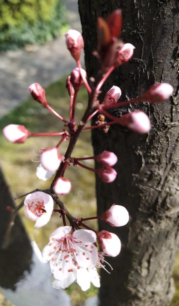 風和日麗，花花世界最是動人（原創）