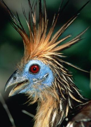 兩種以&OpenCurlyDoubleQuote;臭&rdquo;聞名的鳥類，居然能成為兩個國家的國鳥，有何特別？