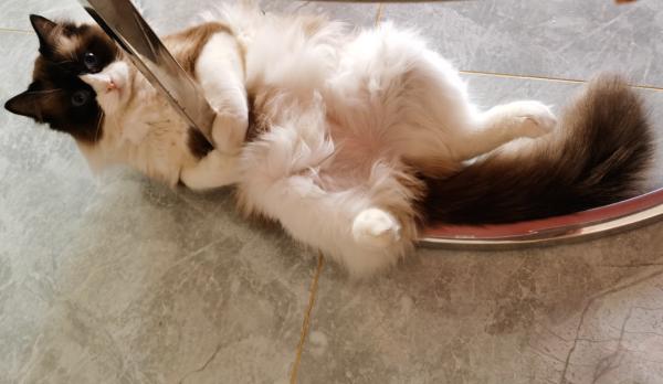 我經常出差旅遊,家裡的兩隻貓一隻狗怎麼辦呢? 我經常出差旅遊,家裡的兩隻貓一隻狗怎麼辦呢?