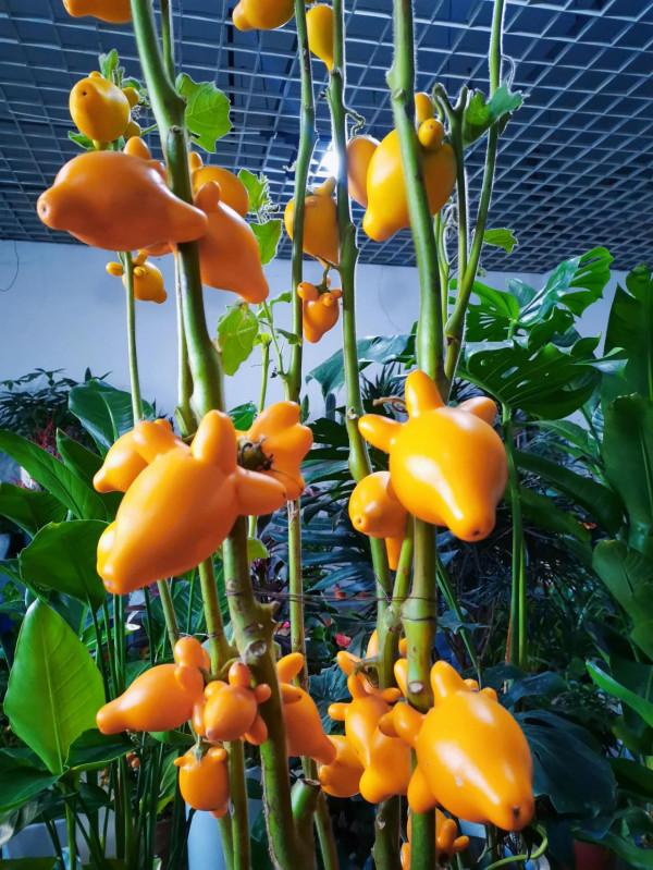 週末逛花市~10元就能買到一週快樂