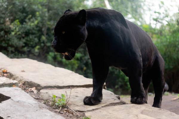 美洲獅來了！英國人民為何恐慌？因為抗疫封城，造成人退獅進